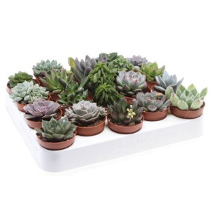 Суккуленты микс 8 см.